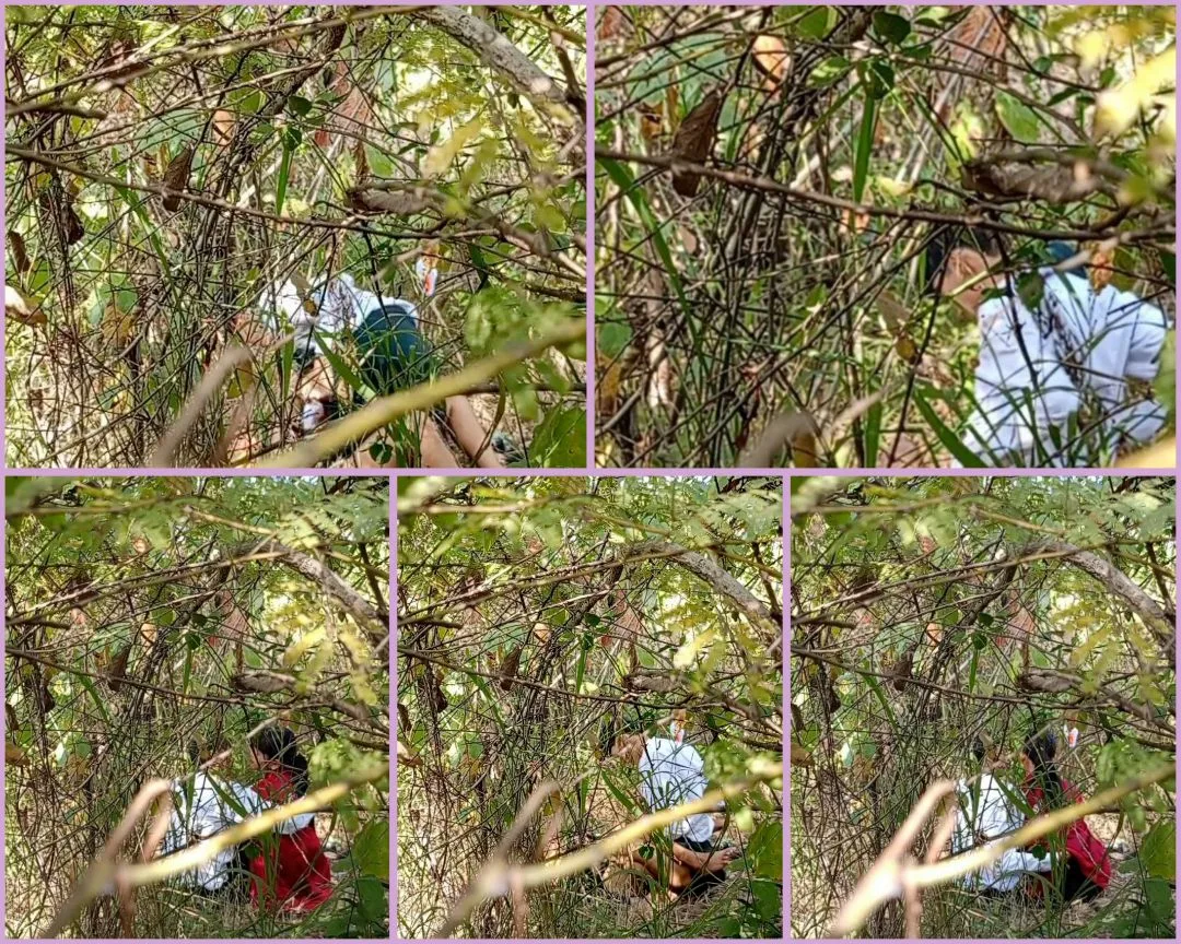 ကျောင်းမသွားပဲ တောတိုးတဲ့ ကျောင်းသူအတွဲ